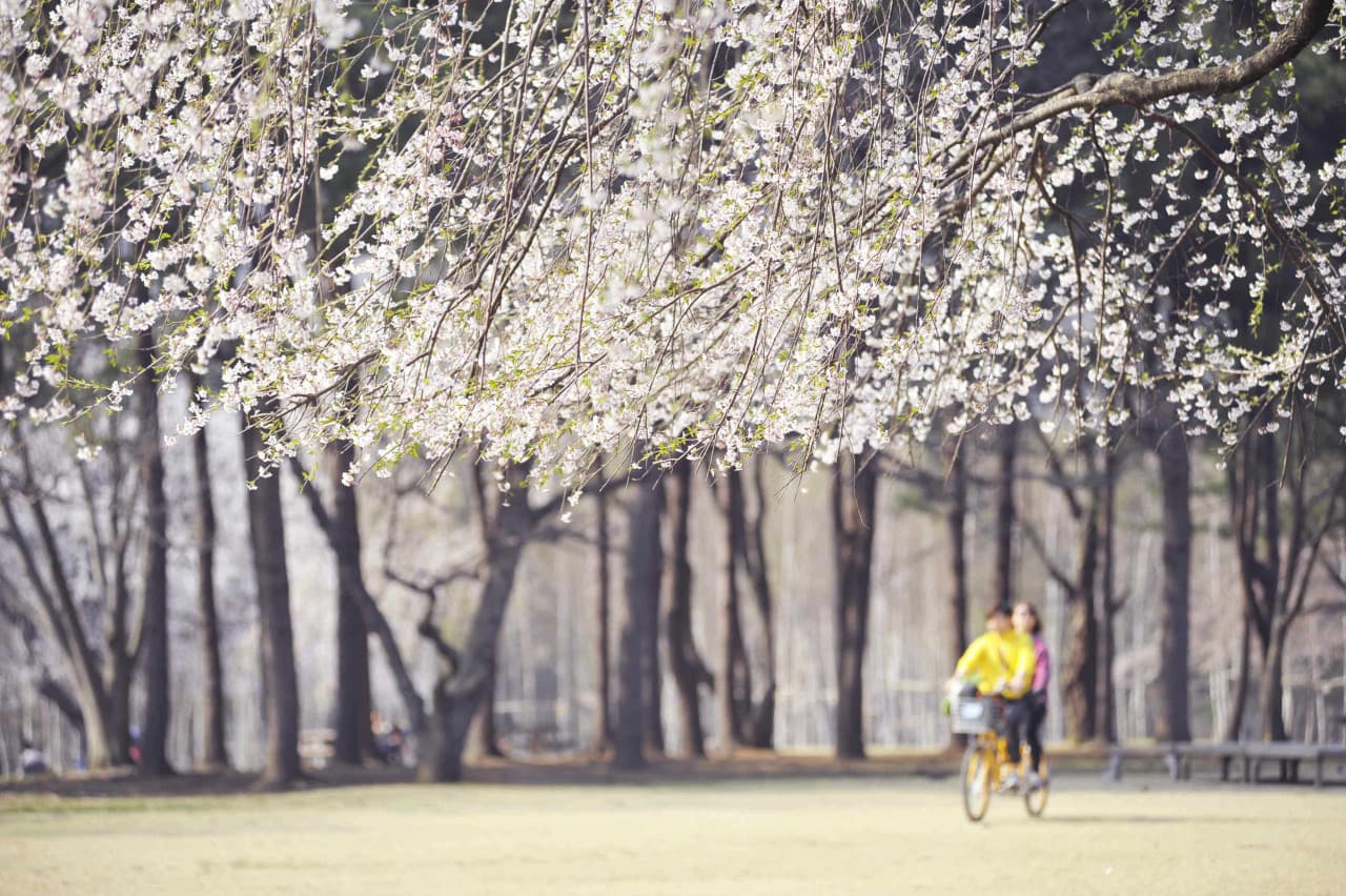 Nami Island Shuttle Bus Transfers from Seoul
