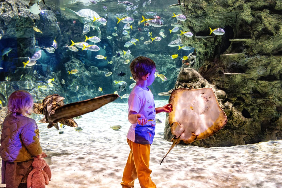 SEA LIFE Brighton Ticket