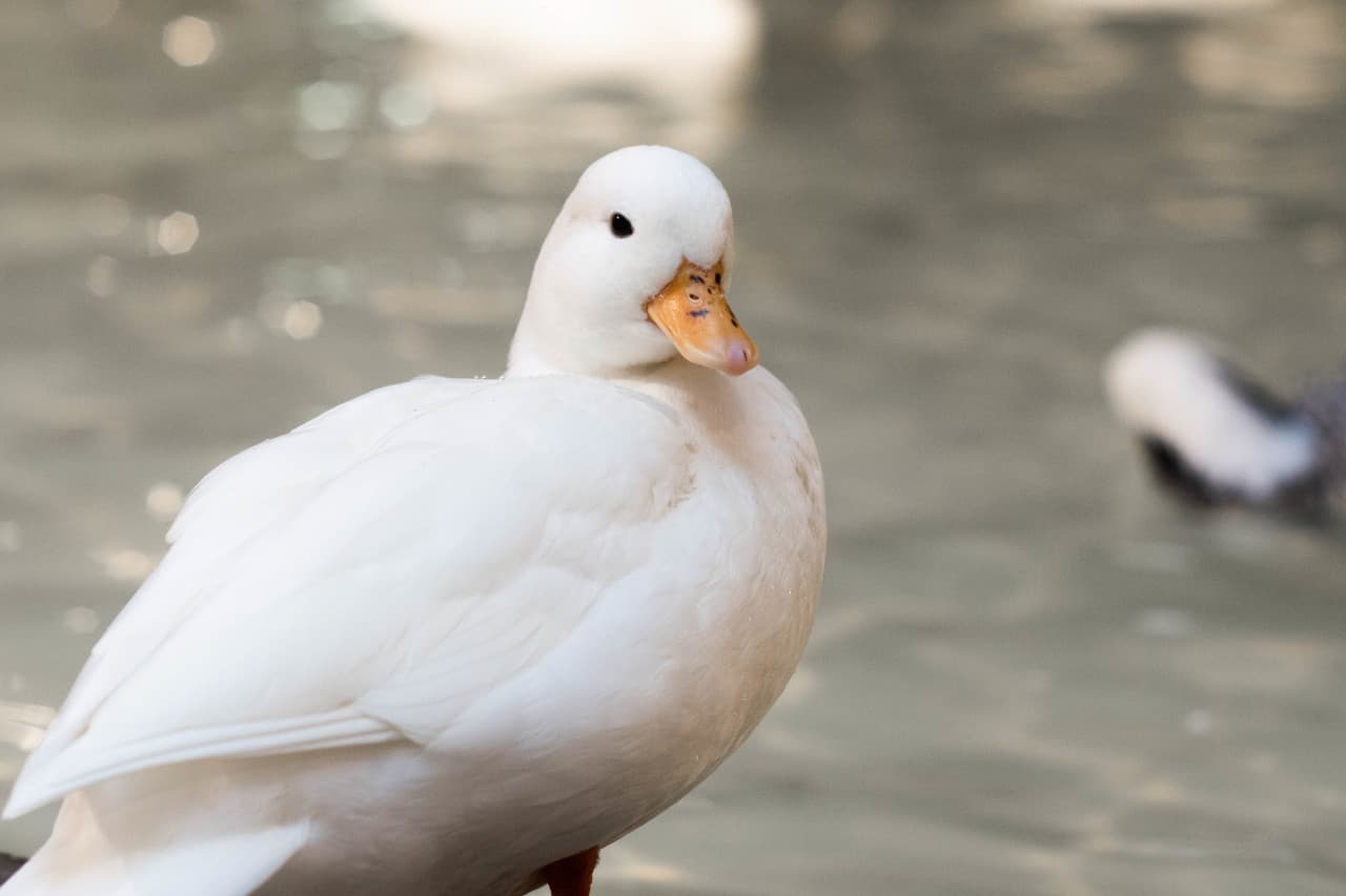Just Farm at Just Pets Megastore