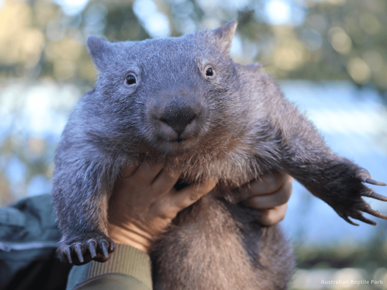 Australian Reptile Park – photo 50