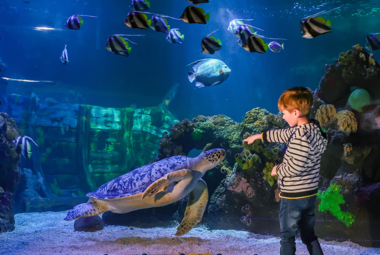 SEA LIFE Timmendorfer Strand Aquarium Ticket