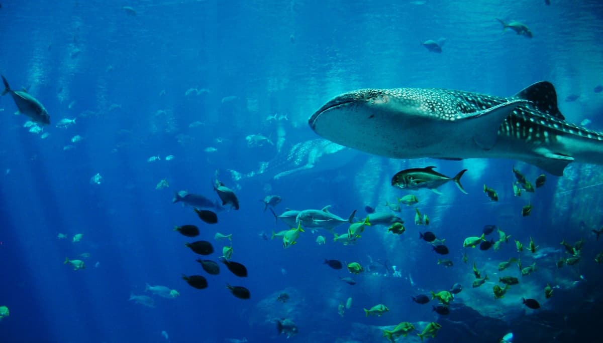 Okinawa Churaumi Aquarium