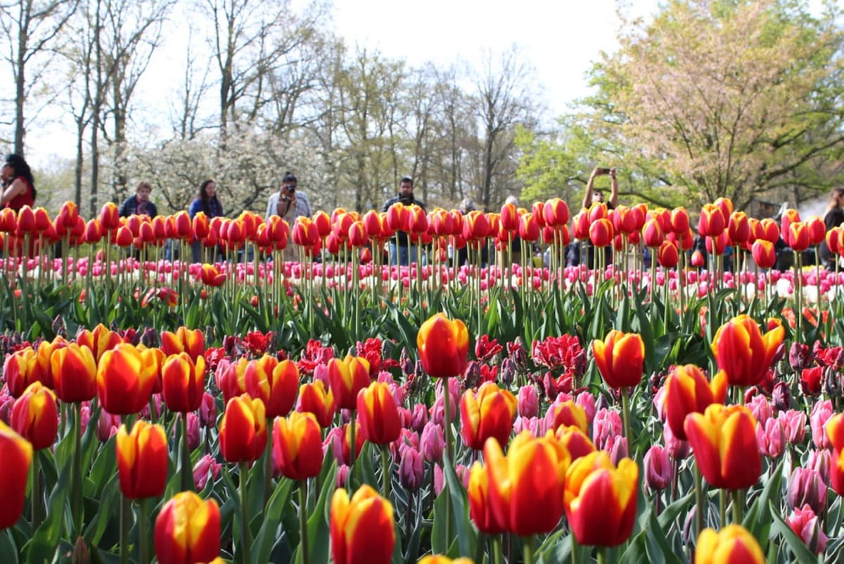 Keukenhof Gardens Ticket with Round Trip Bus Transfer from Amsterdam