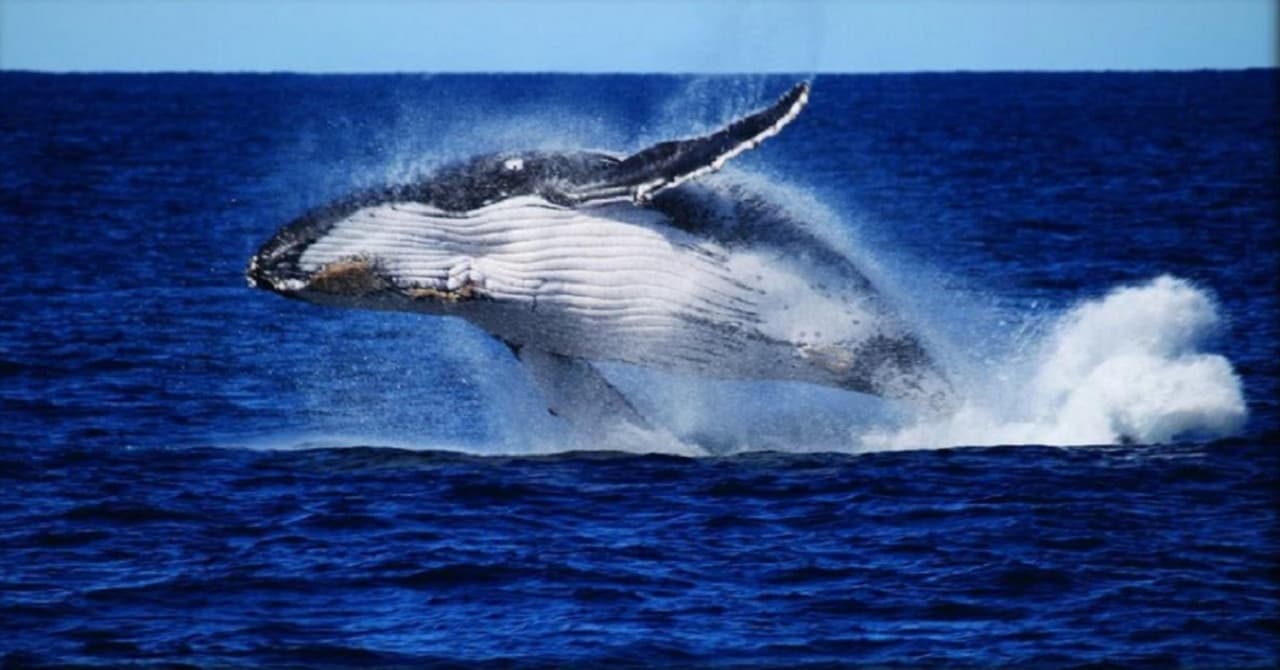 Moreton Bay Whale Watching – photo 11