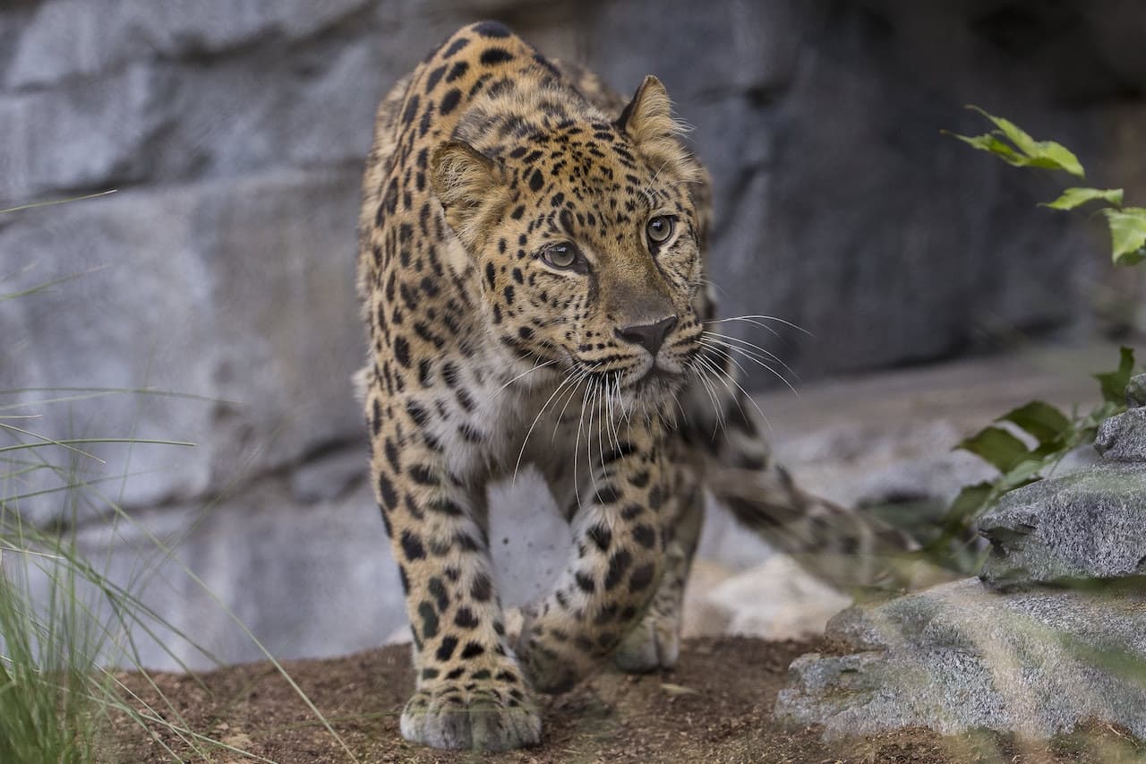 San Diego Zoo