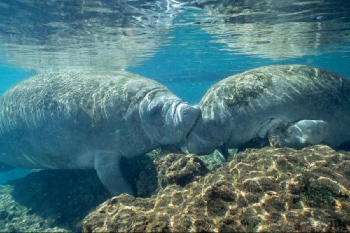 Florida Nature Coast Tour: Crystal River with Manatees Snorkelling, Homosassa State Park