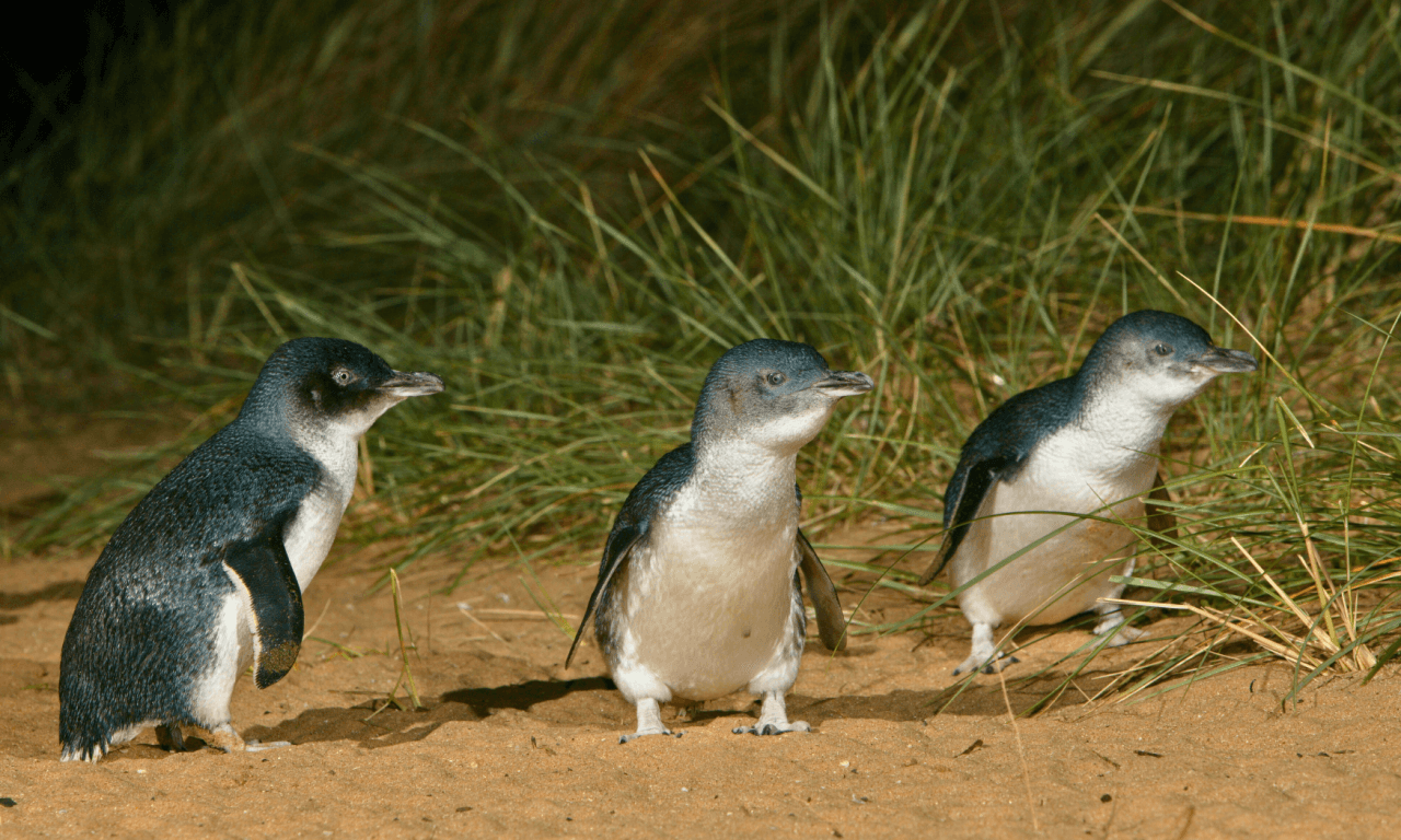 Phillip Island with Penguin Parade Eco Tour – photo 31
