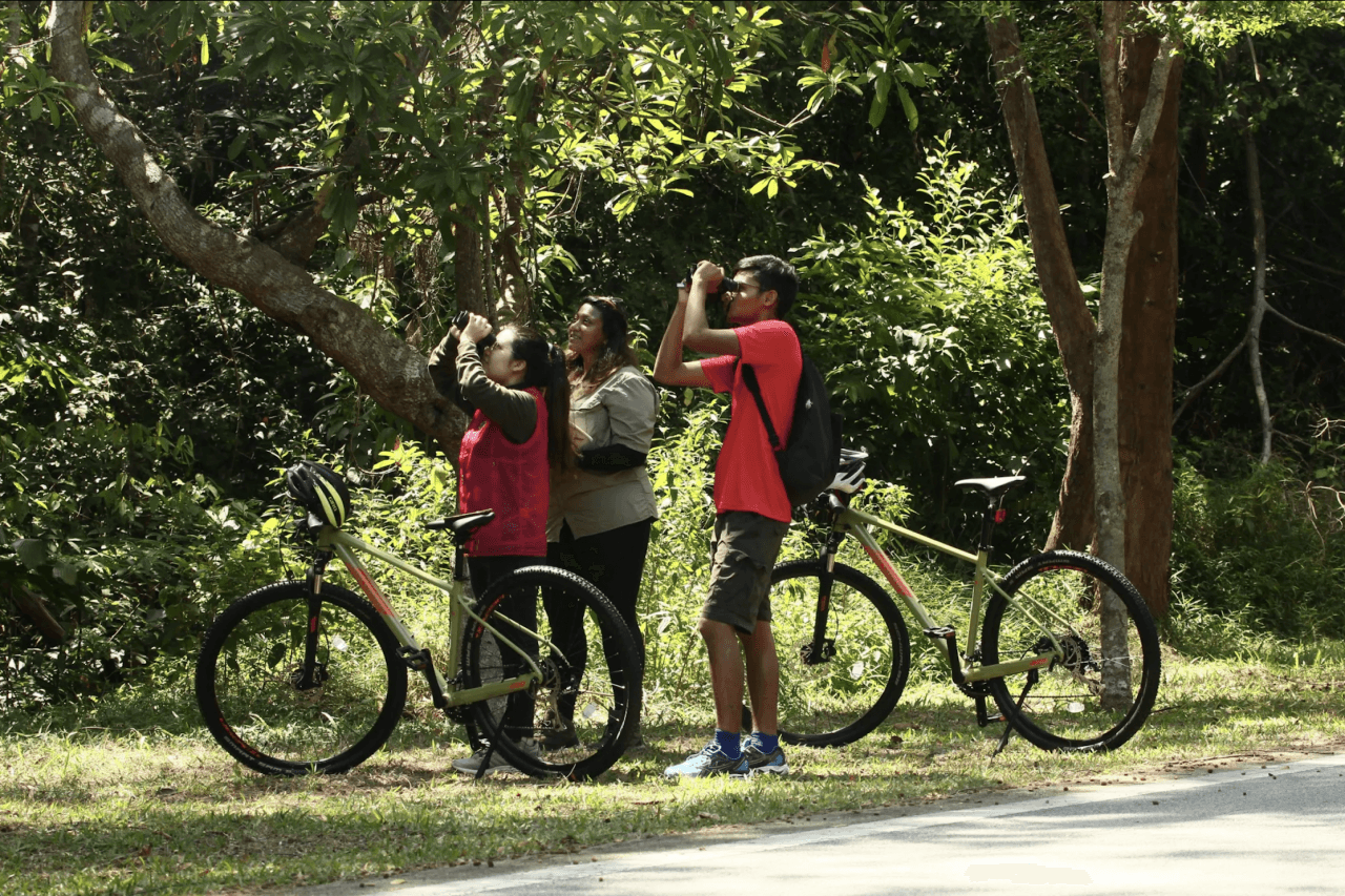 Desaru Coast Birdwatching Experience