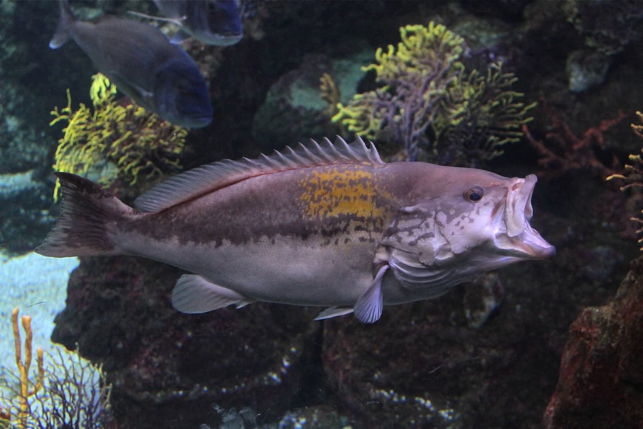 Barcelona Aquarium Ticket