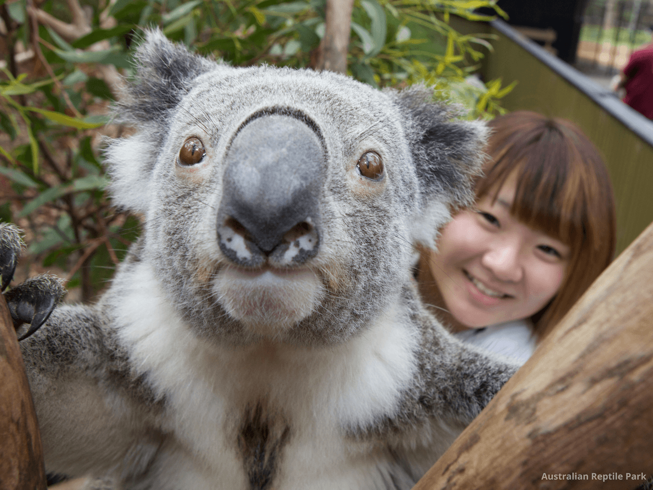 Australian Reptile Park – photo 19