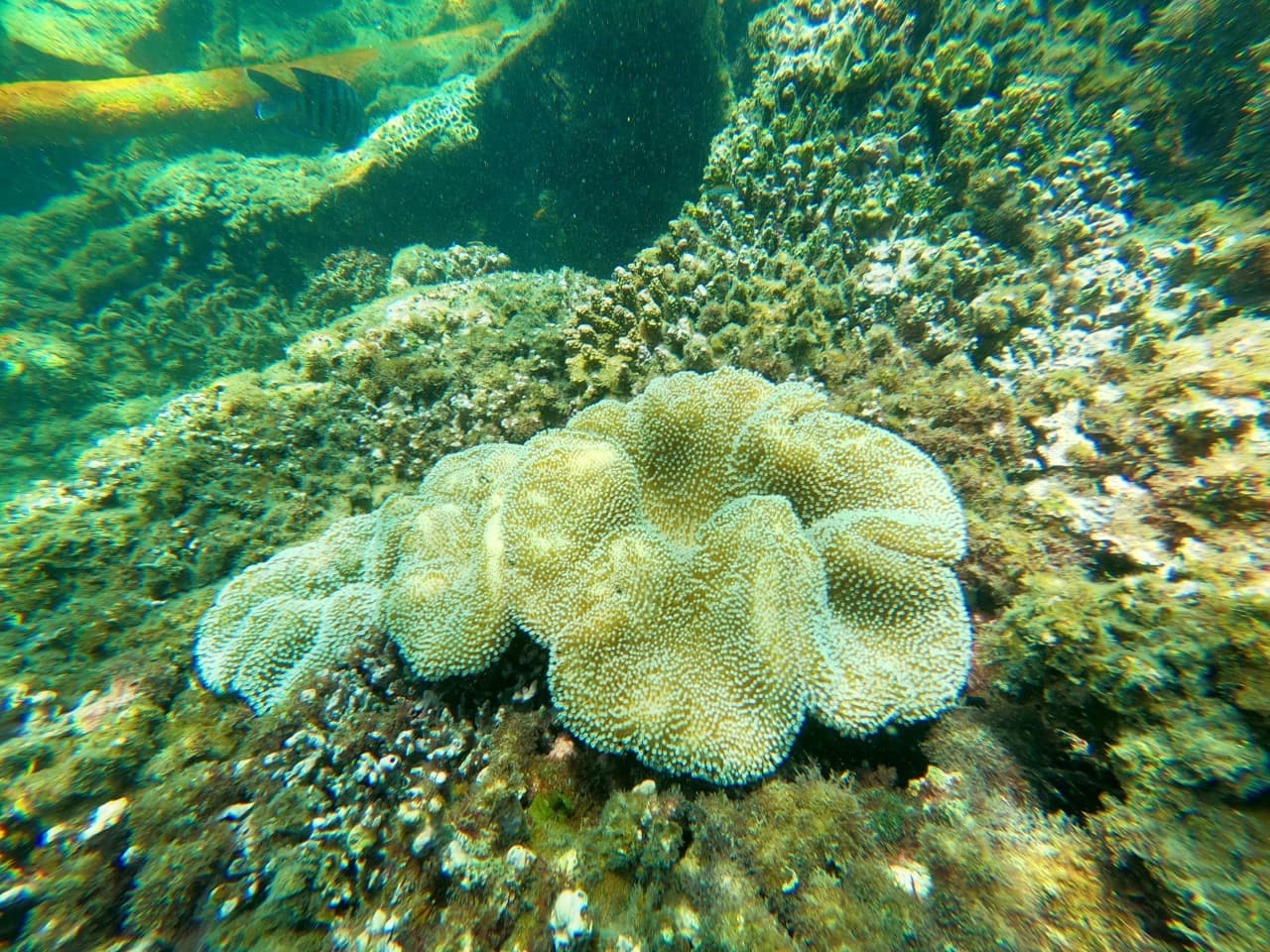 Moreton Island 4WD Tour – photo 13