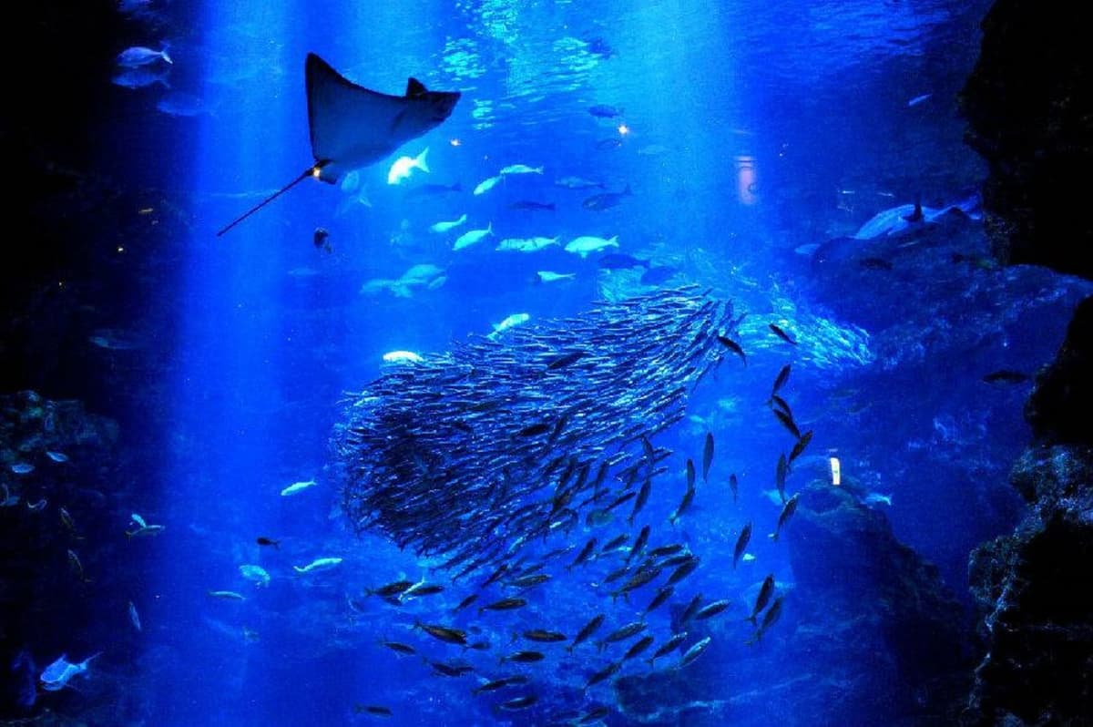 Kyoto Aquarium Ticket