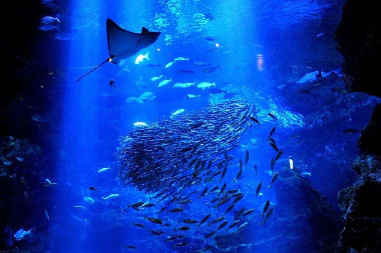 Kyoto Aquarium Ticket