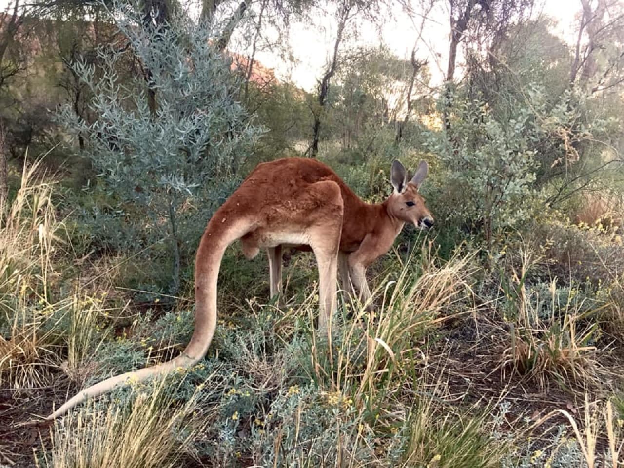 Alice Springs Desert Park