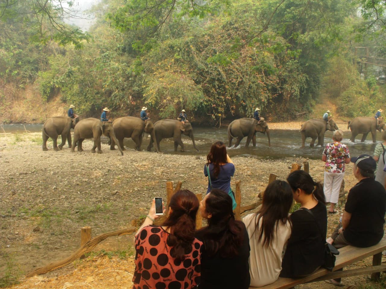 Maesa Elephant Camp