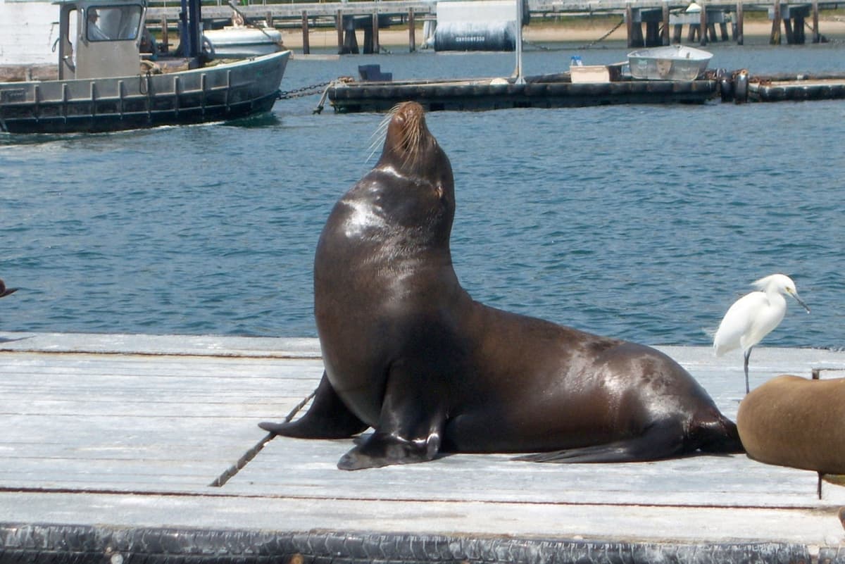 San Diego Harbour Cruise
