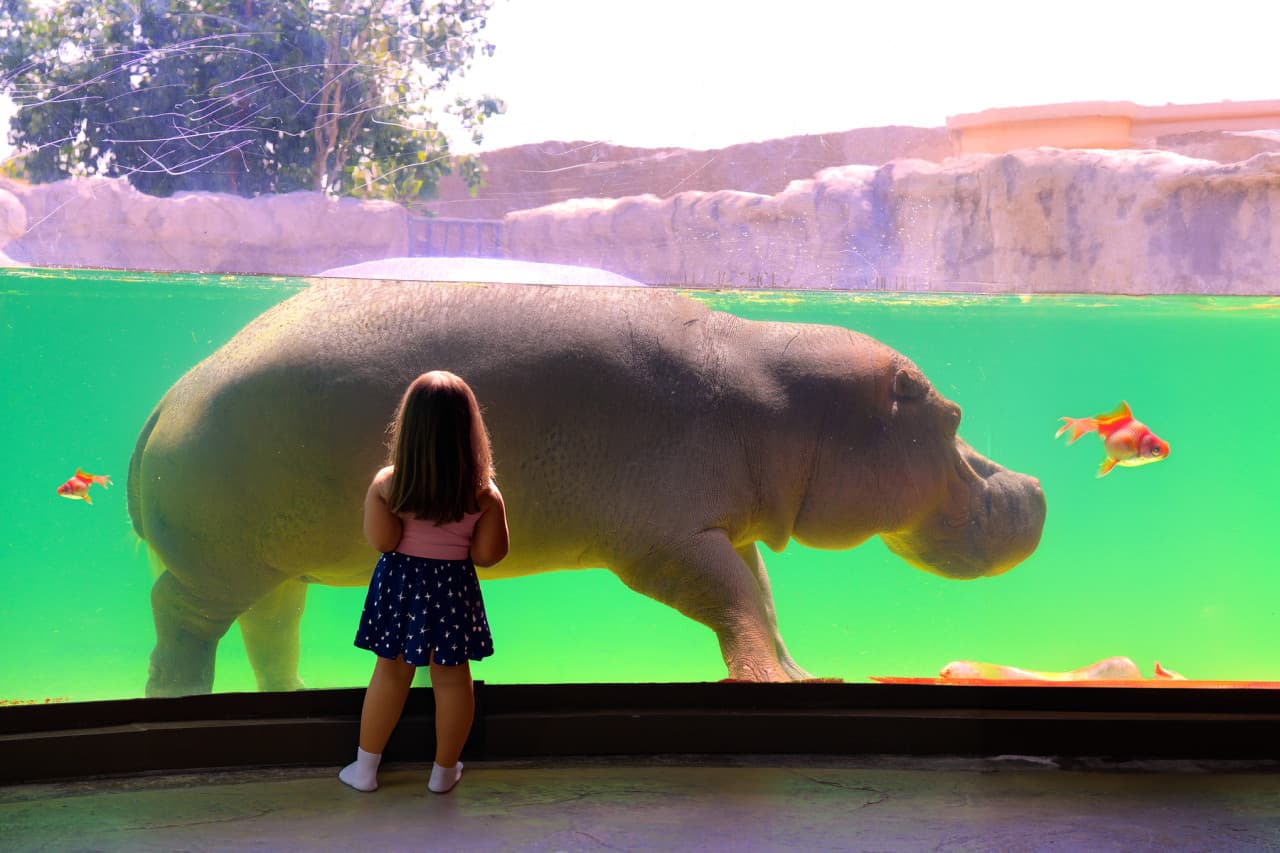 Dubai Safari Park Ticket – photo 17