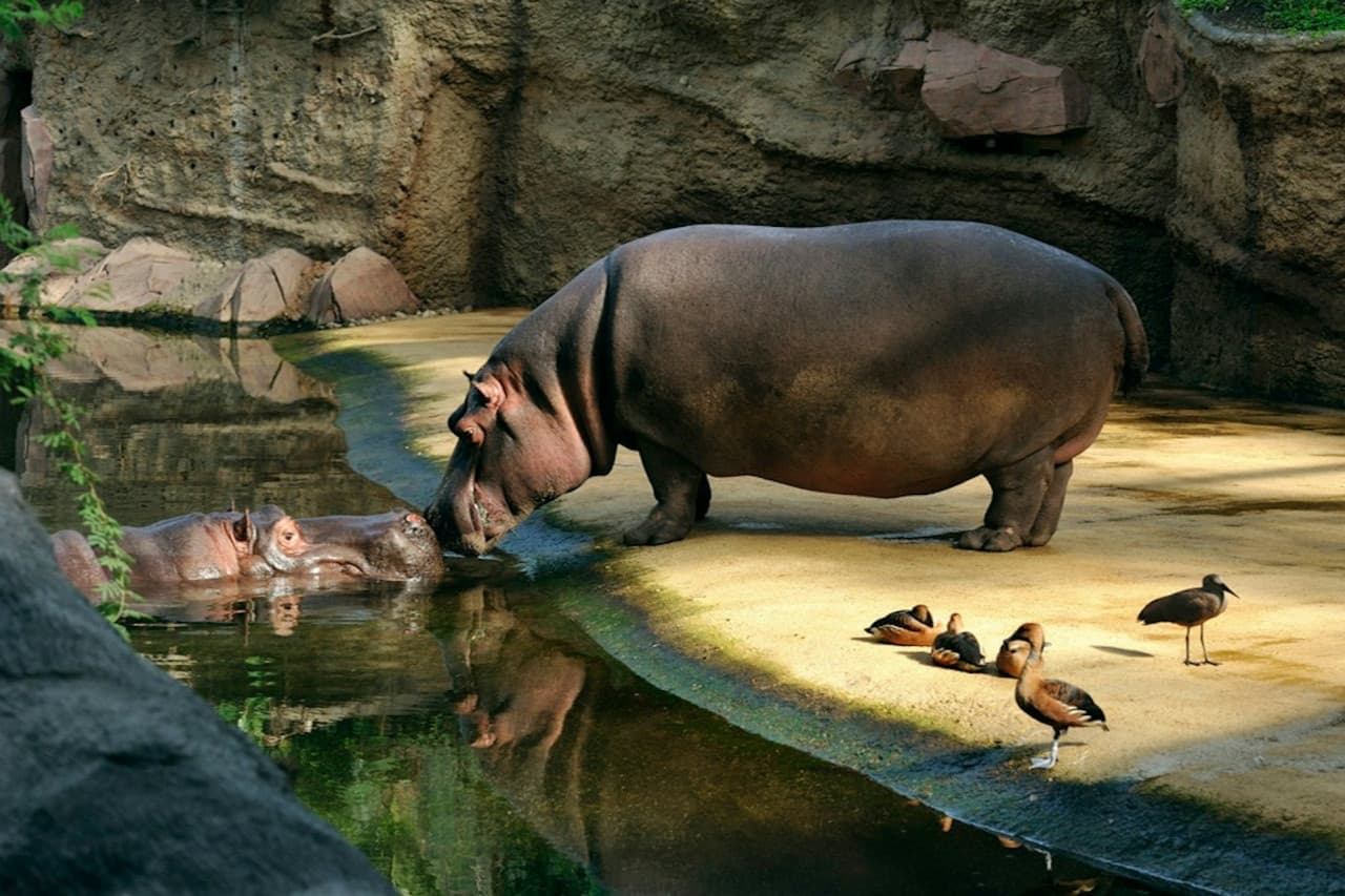 Cologne Zoo & Aquarium Ticket – photo 3
