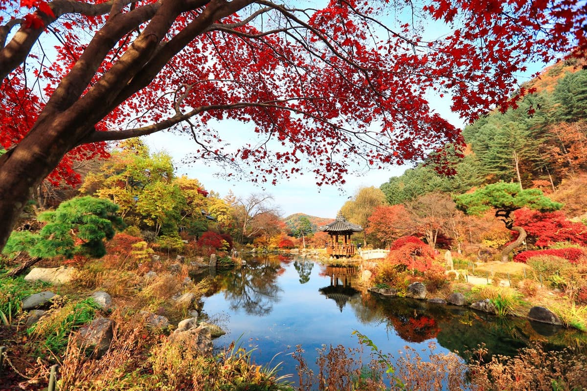 Nami Island, Mount Seorak, and Garden of Morning Calm Full-Day Tour from Seoul