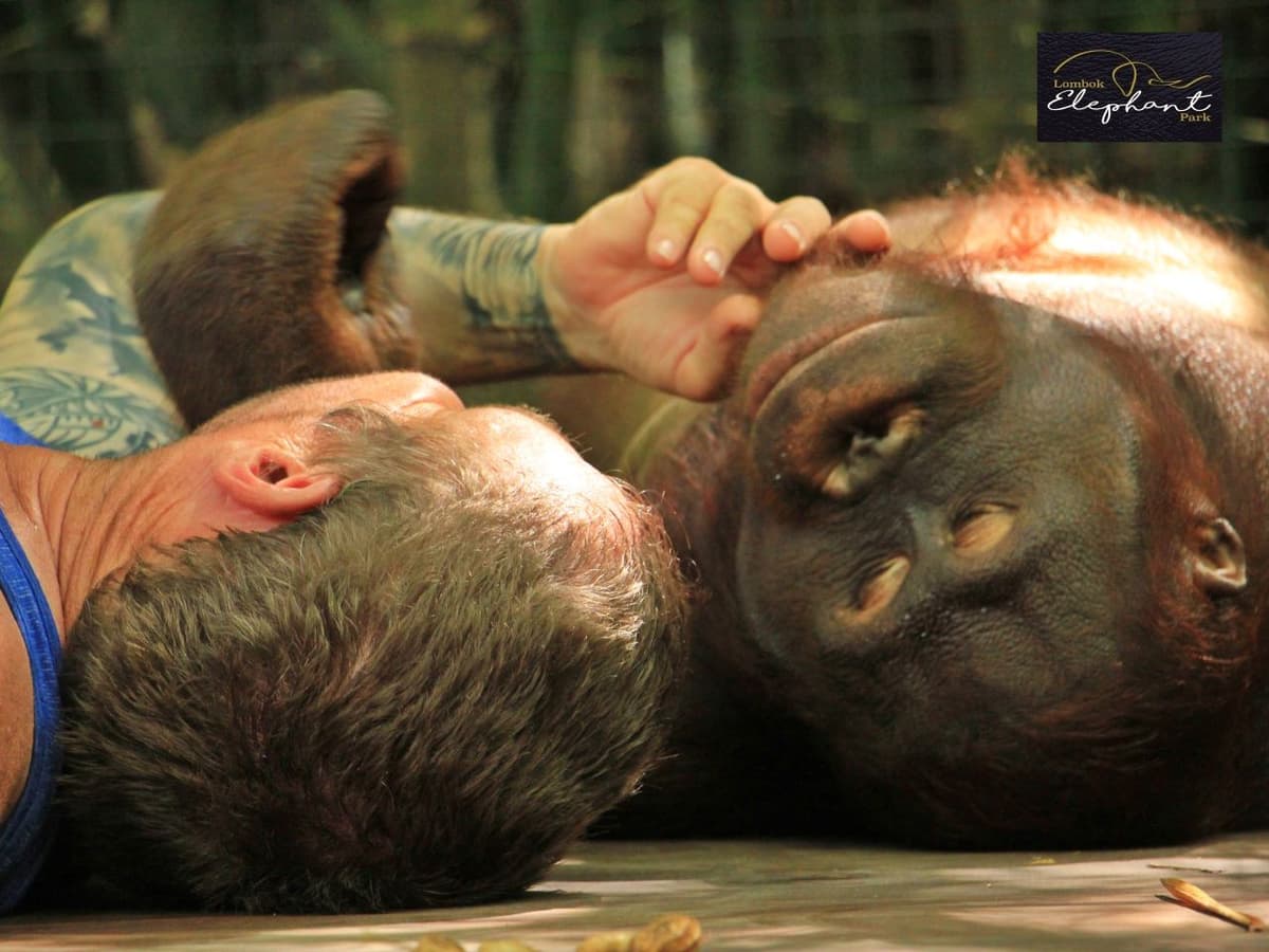 Lombok Wildlife Park Orangutan Interaction