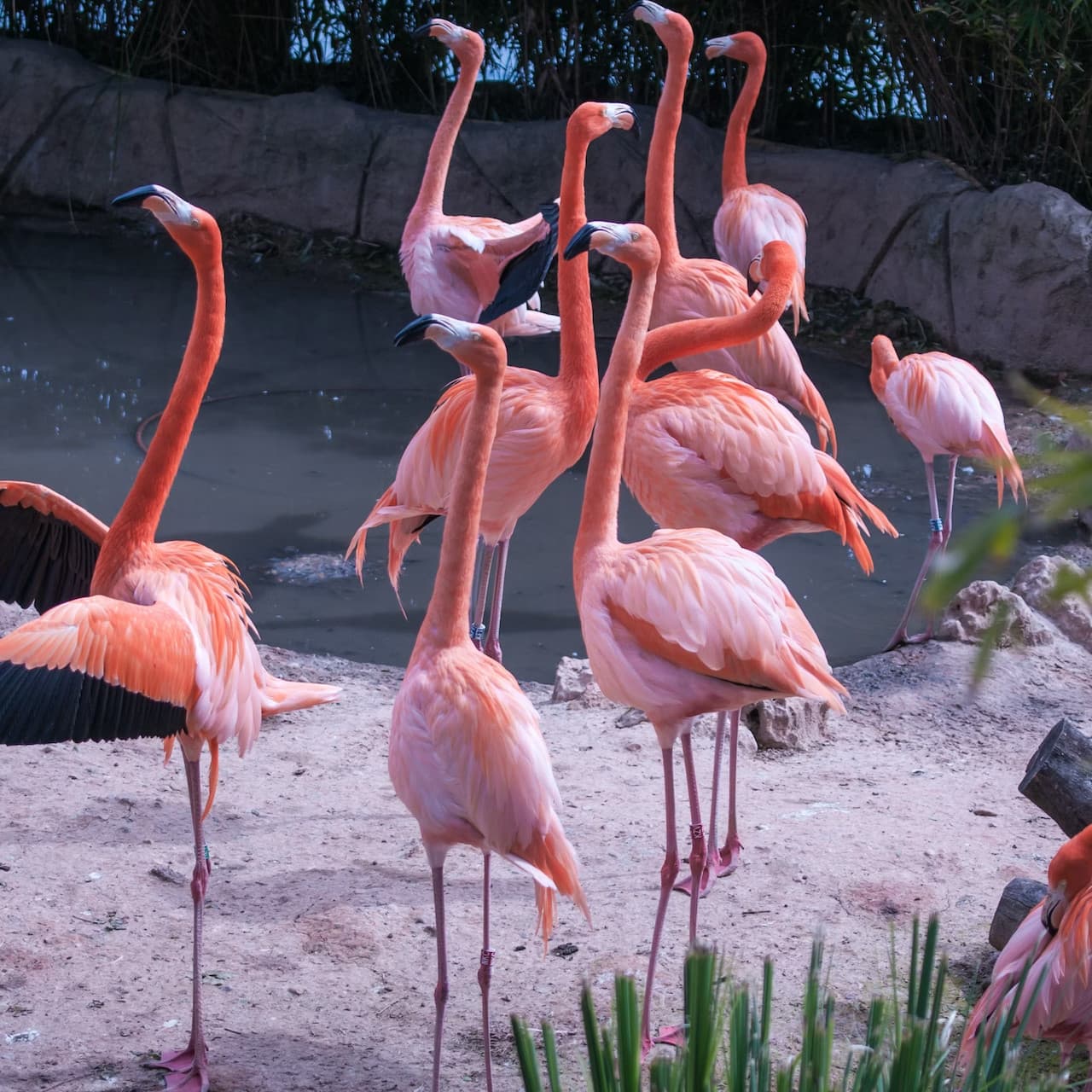Zoo Aquarium Madrid – photo 3