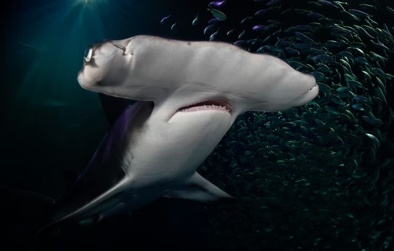 Georgia Aquarium: Fast Track Ticket – photo 14