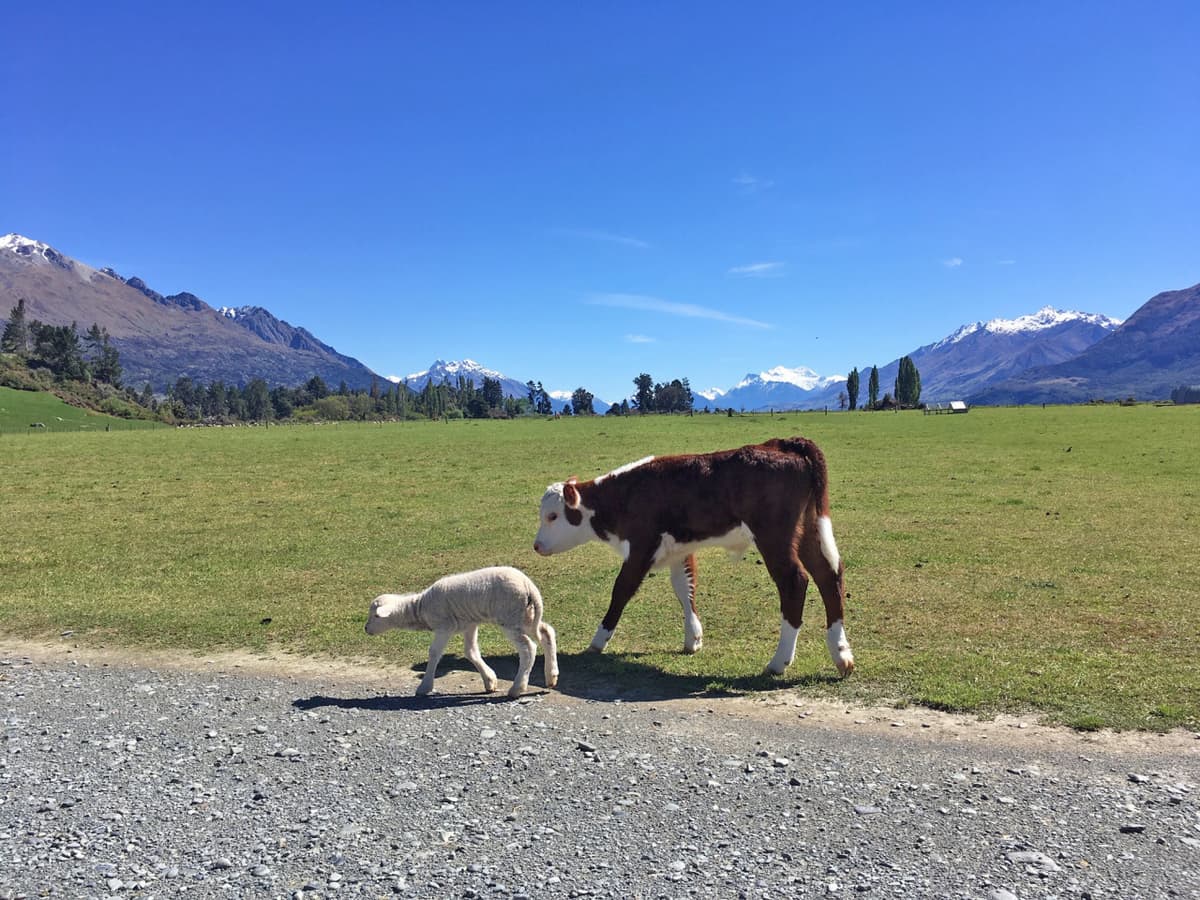 Mt. Nicholas Farm Experience with Lake Wakatipu Cruise