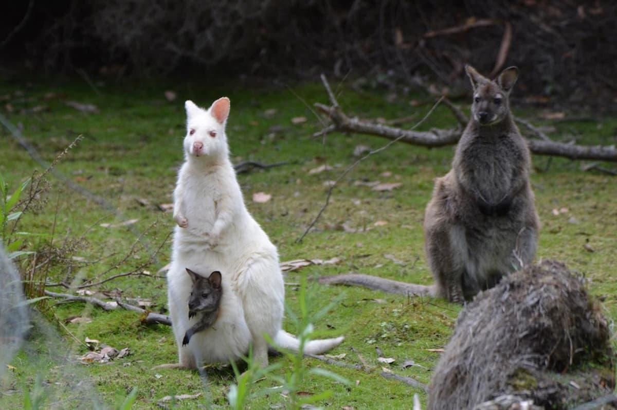 Bruny Island Full-Day Tour from Hobart