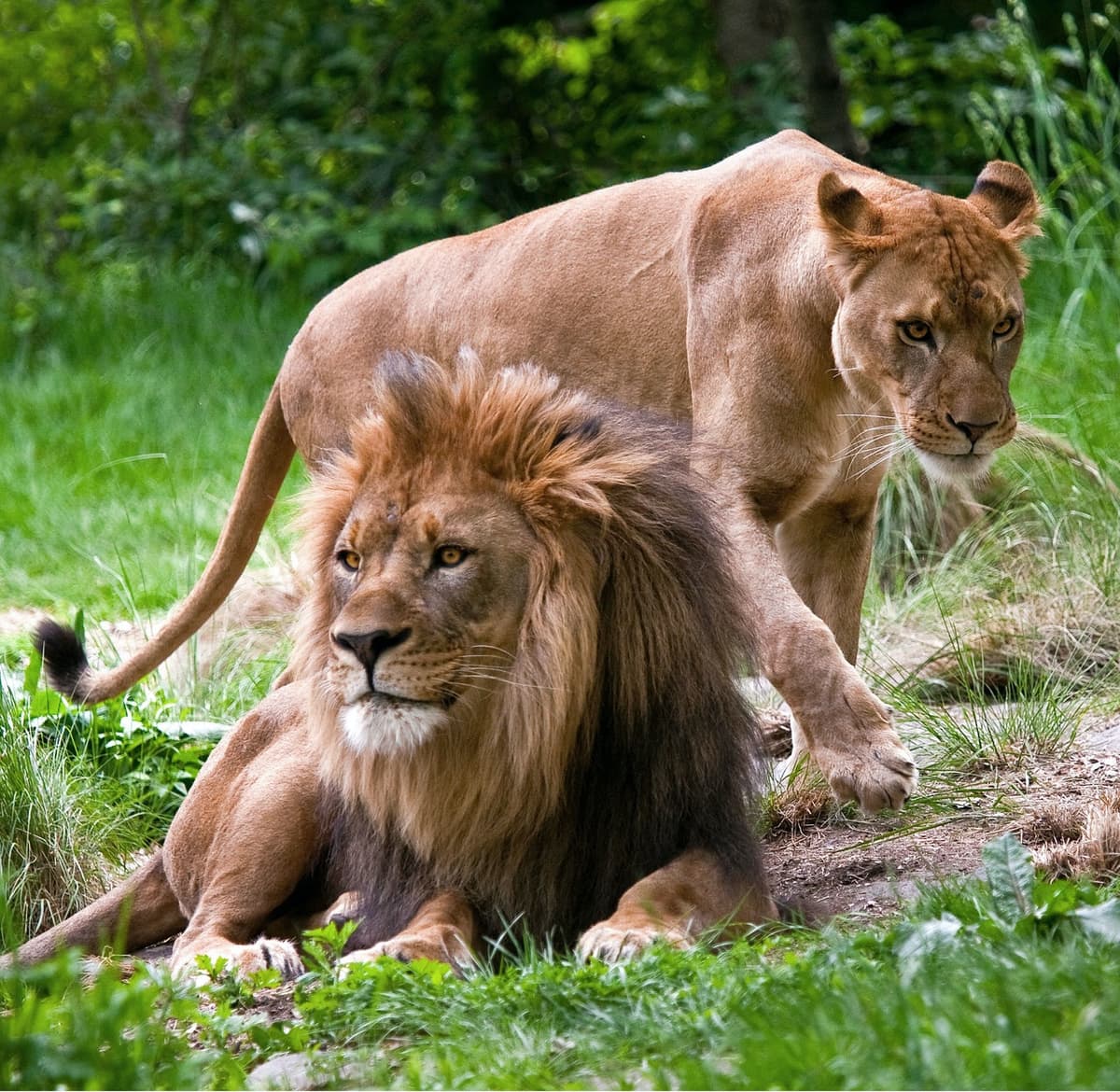 Bronx Zoo