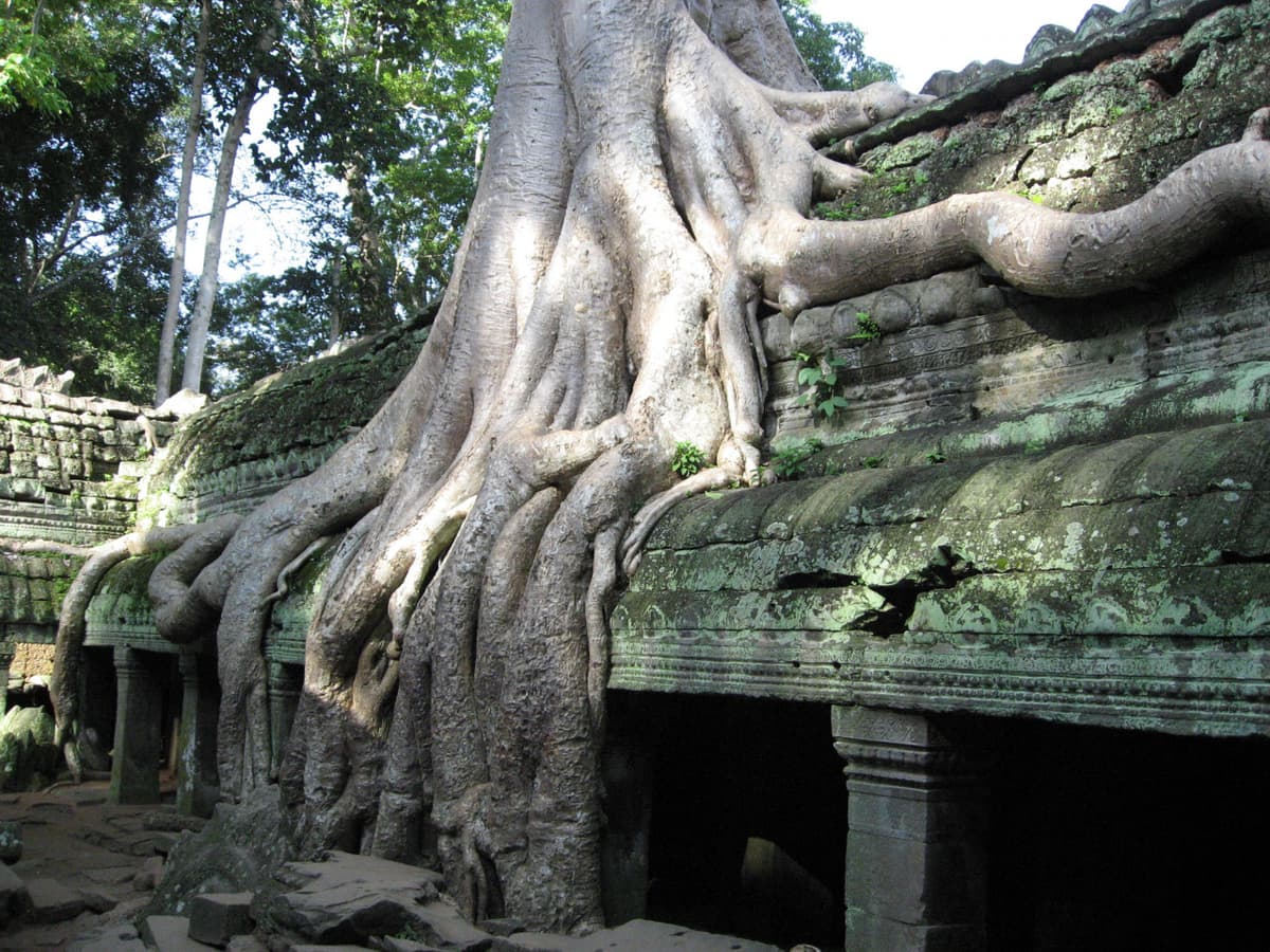 Angkor Wat and Siem Reap Temples Tour