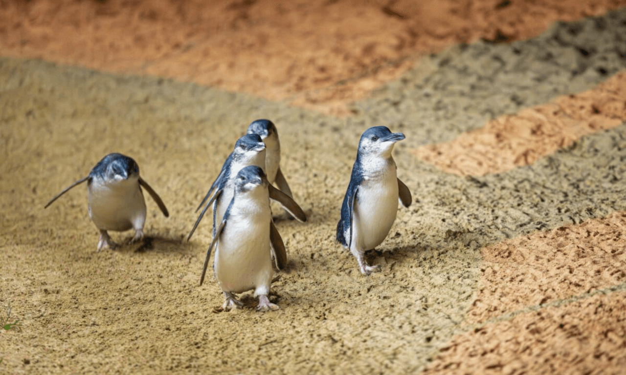 Phillip Island with Penguin Parade Eco Tour – photo 29
