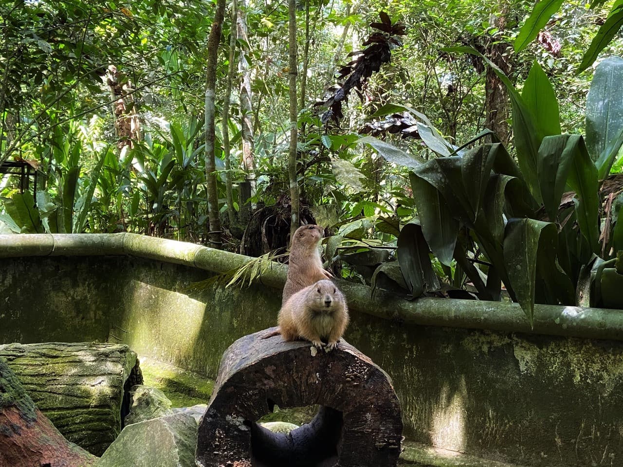Batu Caves and Kuala Gandah Elephant Sanctuary Full-Day Tour from Kuala Lumpur – photo 13