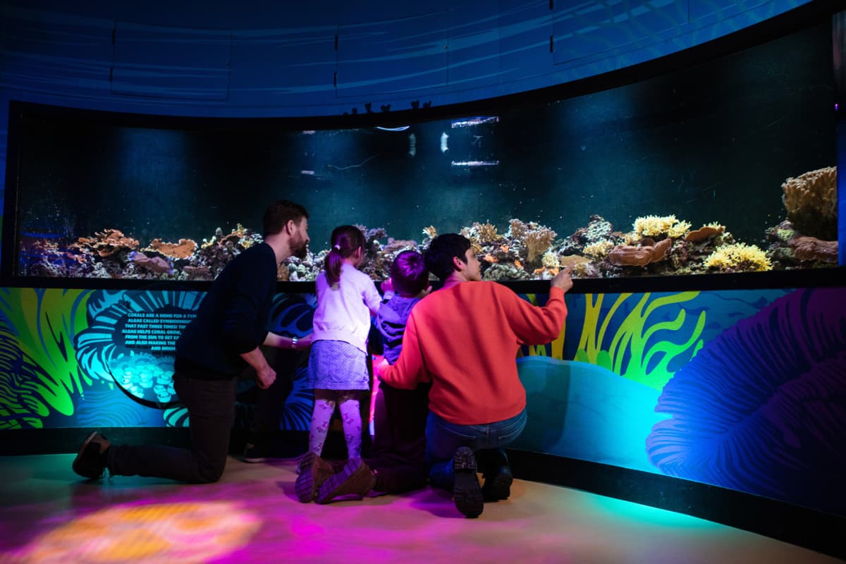 COMBO: London Eye + SEA LIFE London Aquarium Ticket
