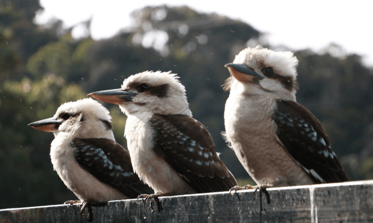 Grampians National Park Day Tour from Melbourne – photo 13