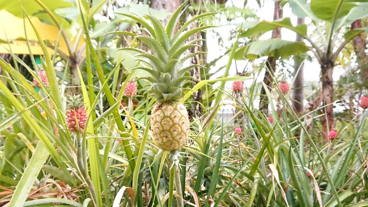 Okinawa Nago Pineapple Park