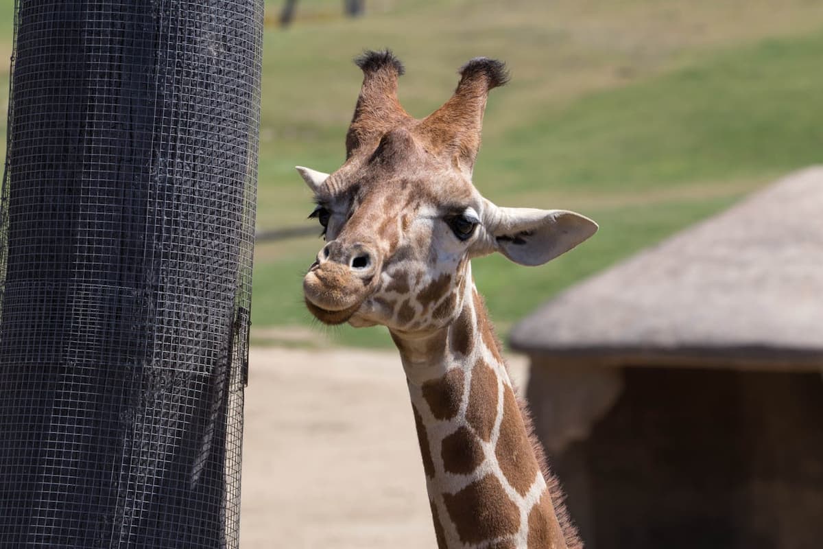San Diego Zoo Safari Park Ticket