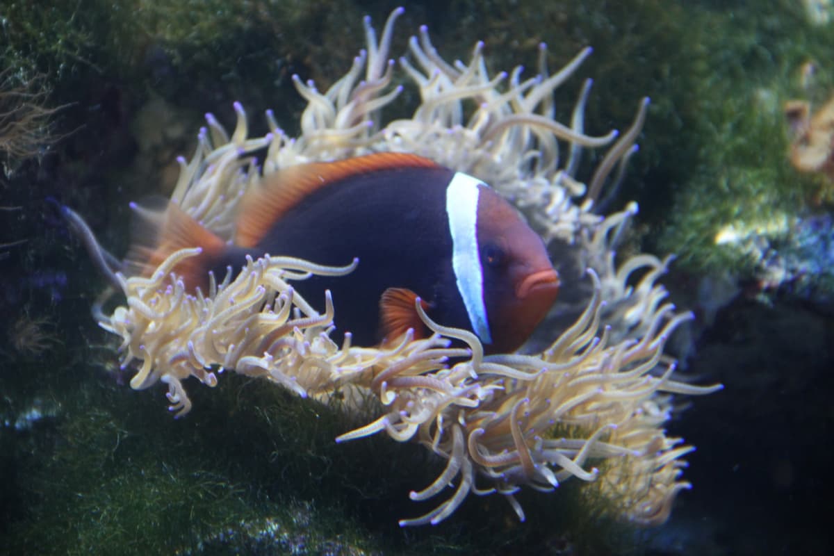 Underwater World Langkawi Ticket