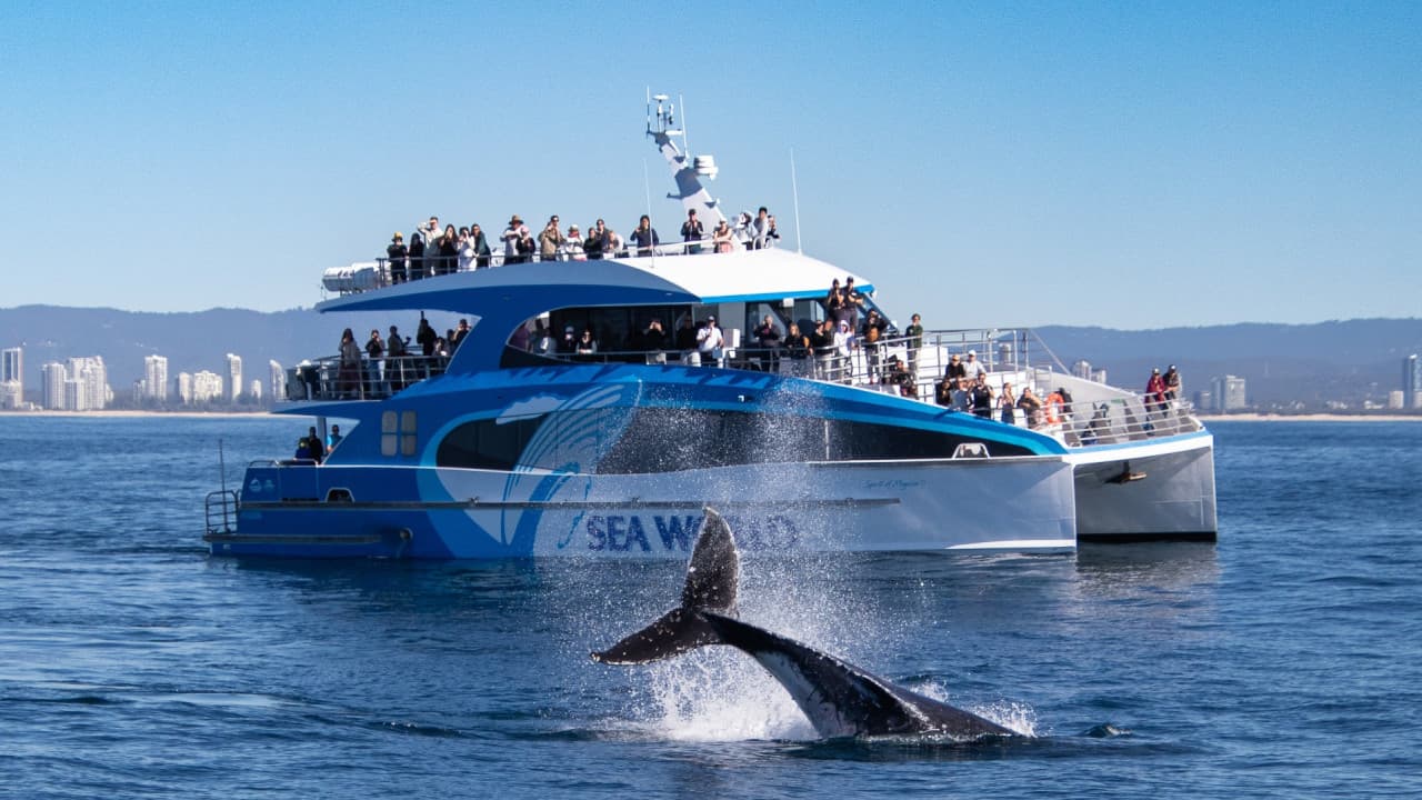 Gold Coast Whale Watching Cruise aboard Sea World Cruises – photo 2