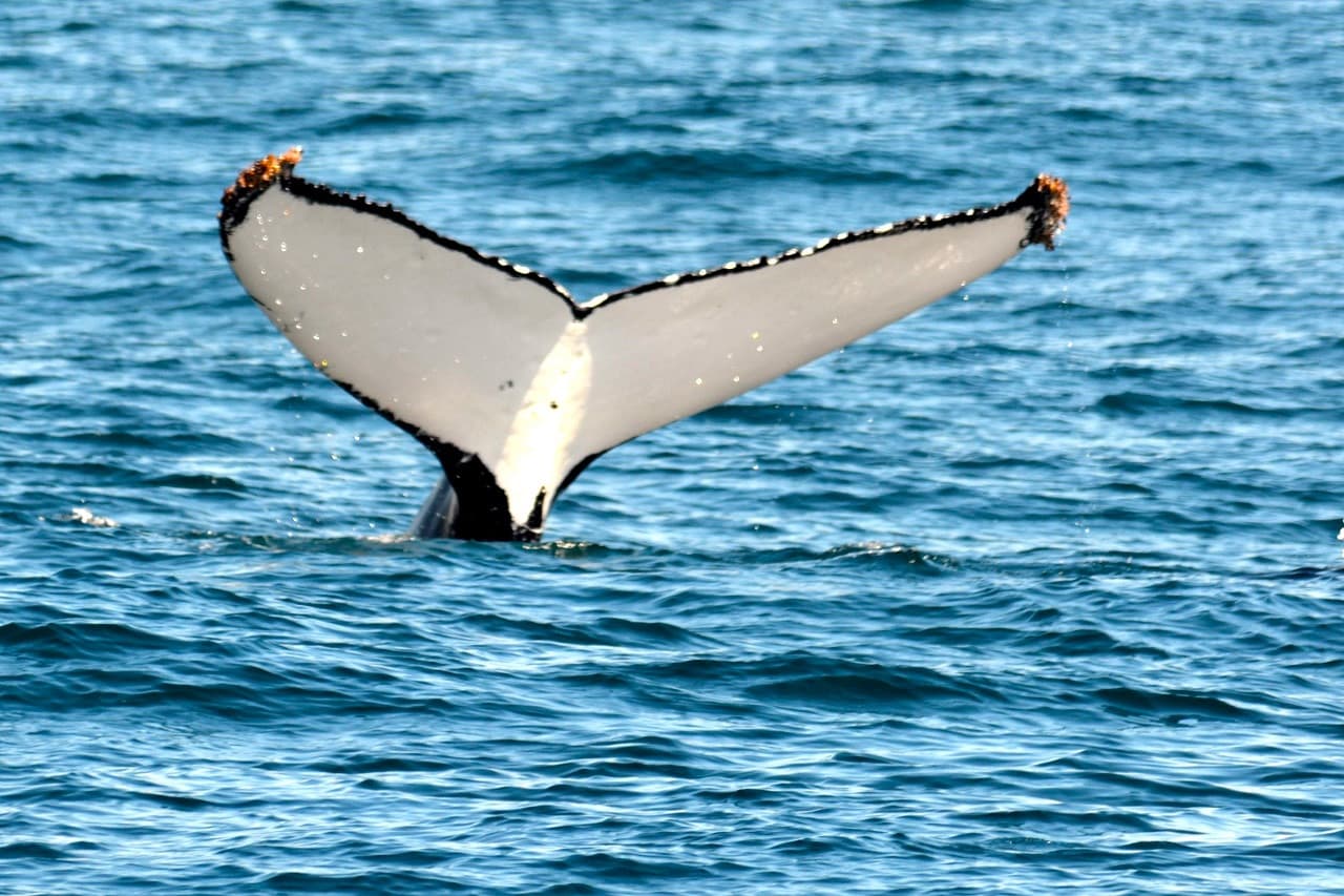 Sydney Whale Watching Cruise – photo 14