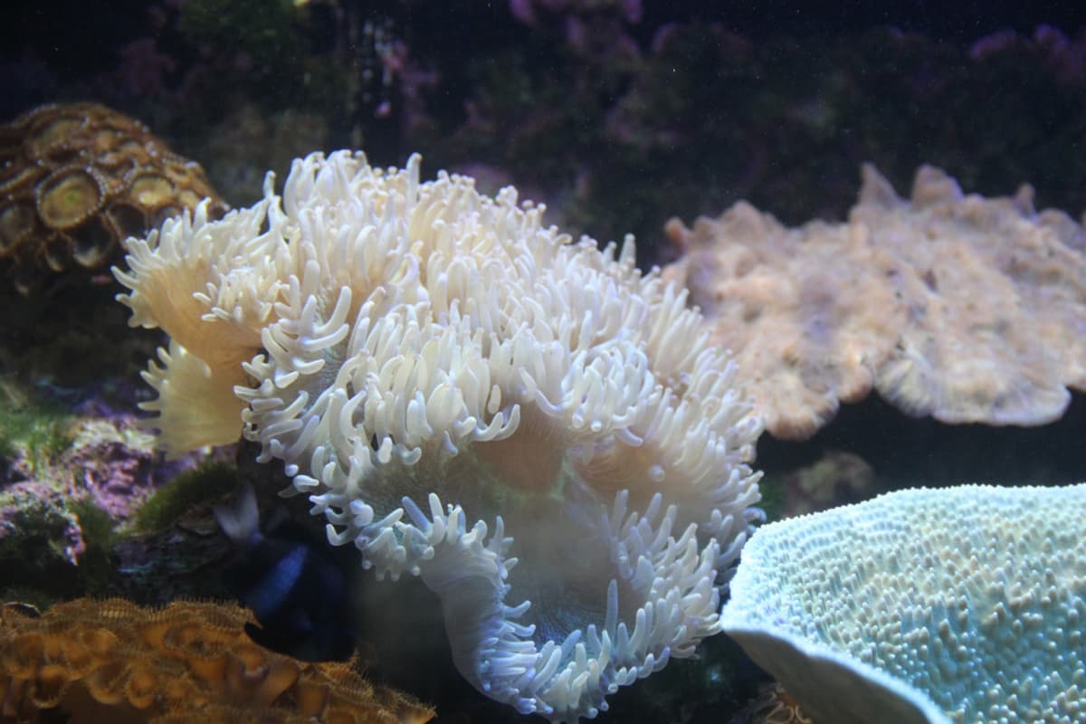 Underwater World Langkawi Ticket