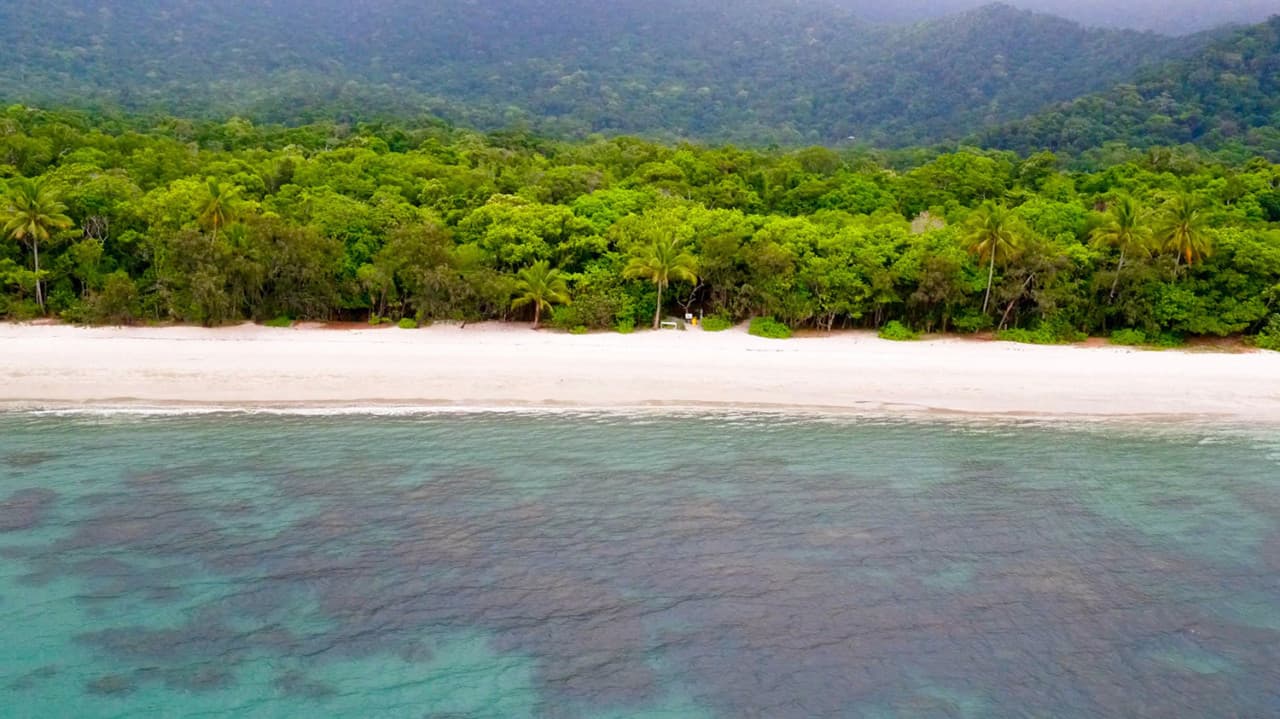 Cape Tribulation and Daintree Wilderness Full-Day Tour – photo 10