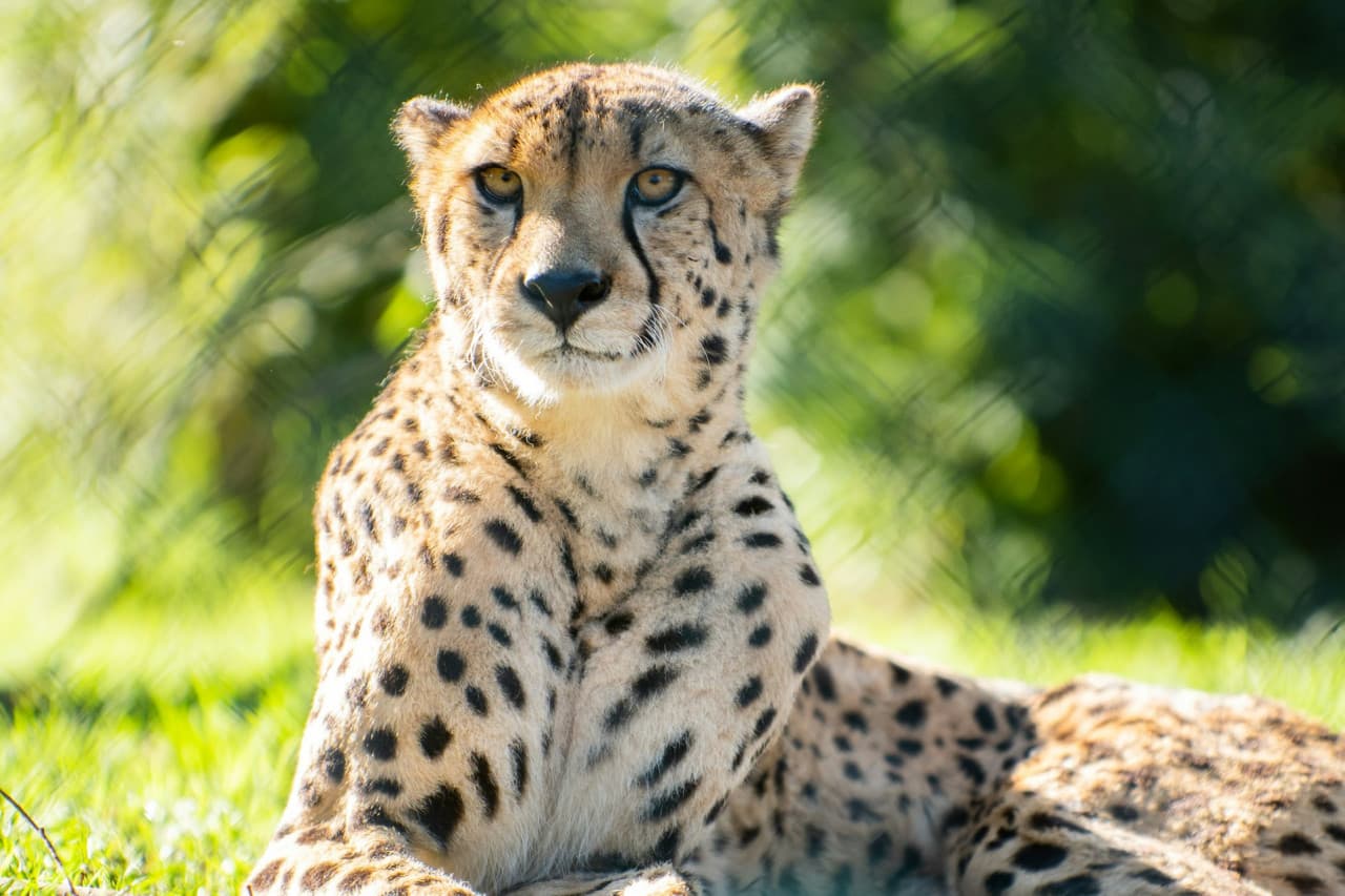 Zoo Santo Inácio Ticket – photo 13