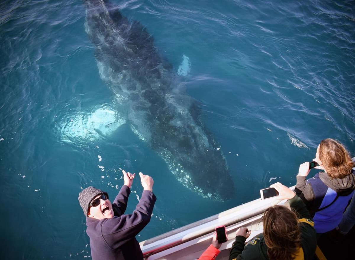 Wilsons Promontory Whale Watching Sightseeing Cruise