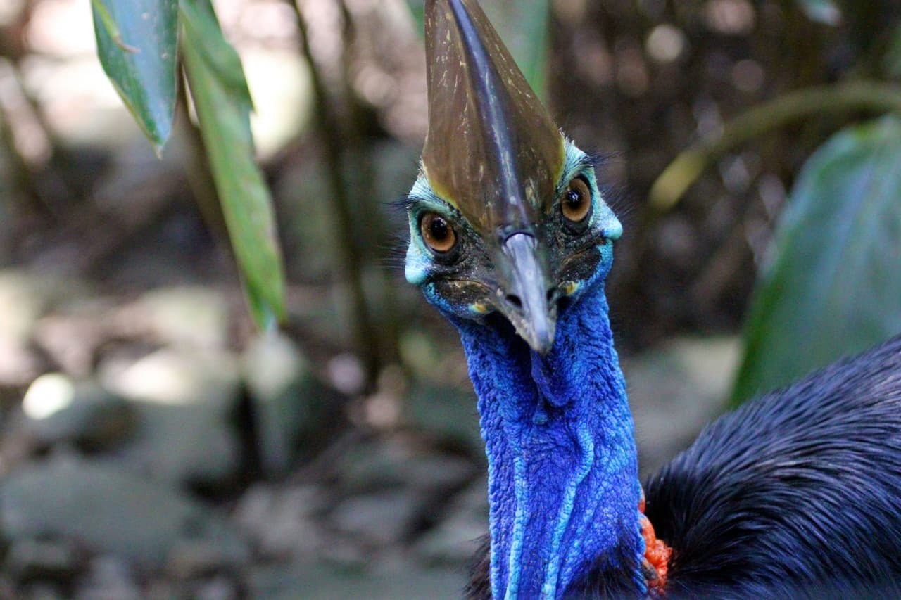 Cape Tribulation and Daintree Wilderness Full-Day Tour – photo 6
