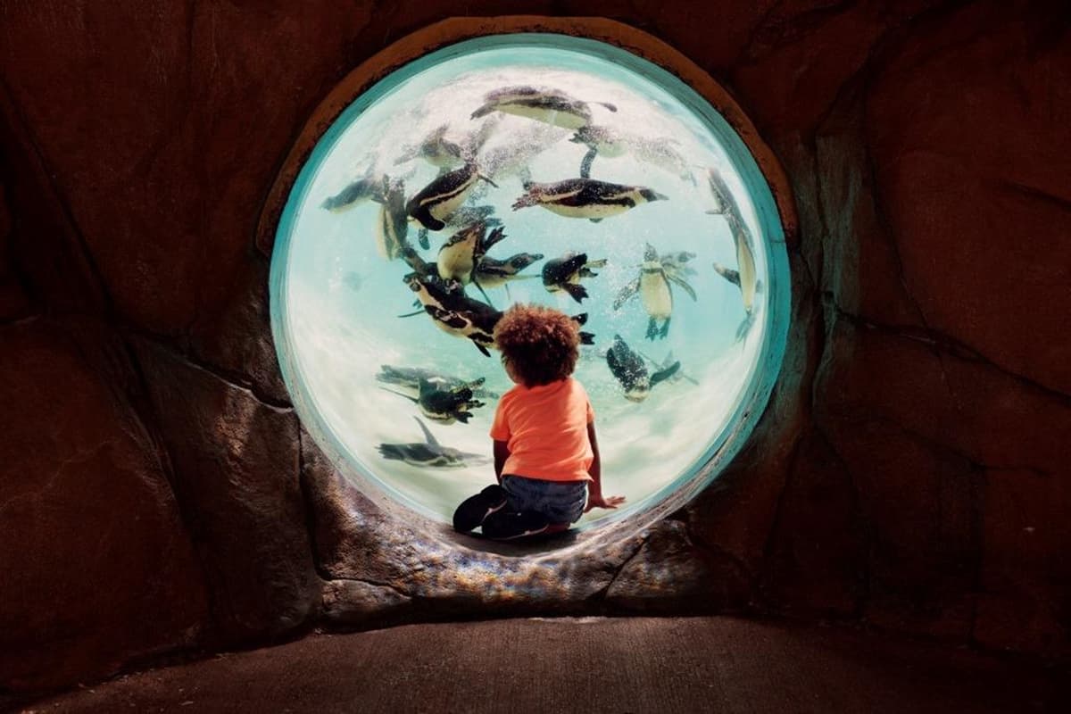 London Explorer Pass: Save up to 50% on Attractions