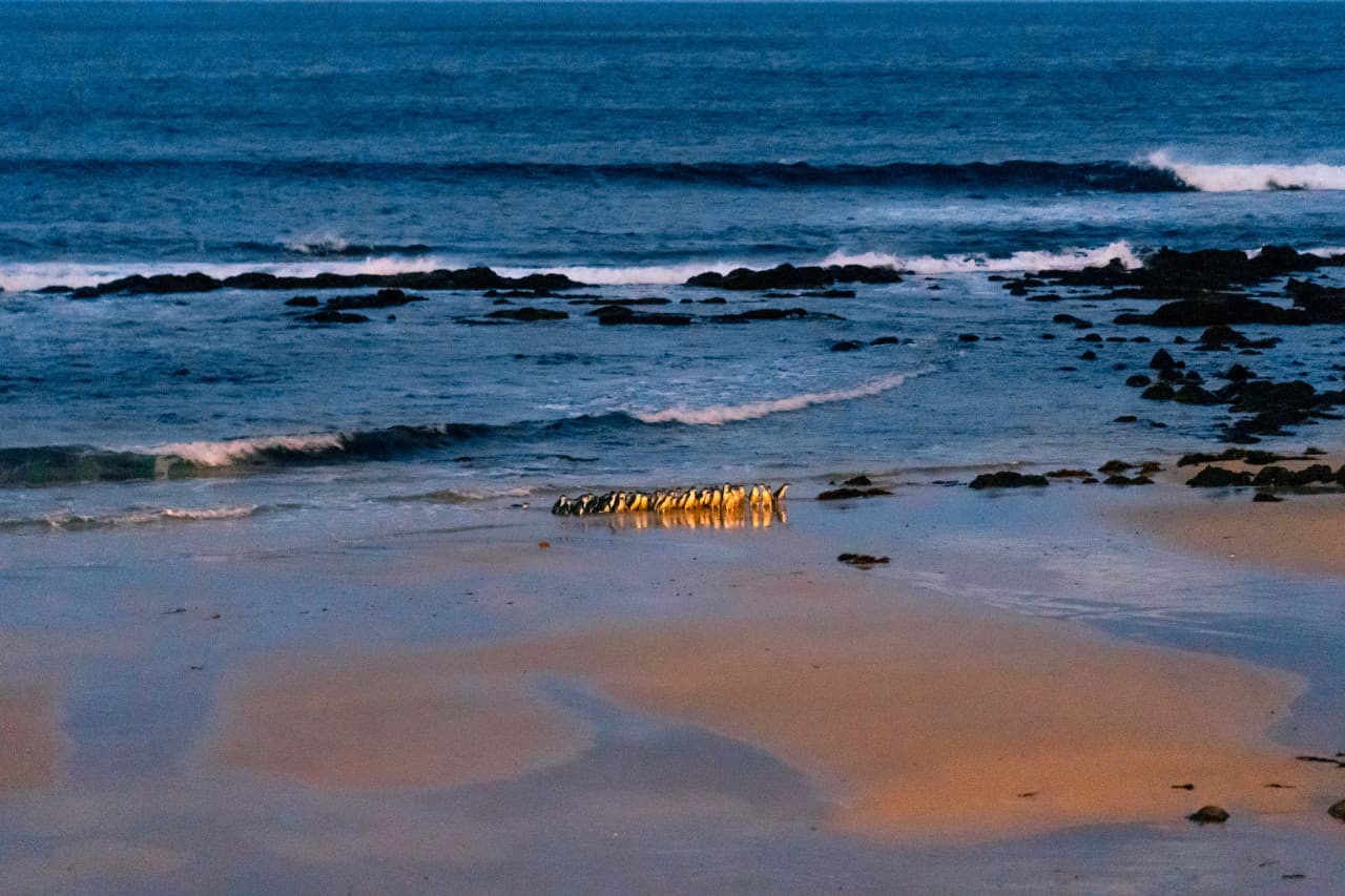 Phillip Island Nature Parks - Penguin Parade Ticket – photo 13