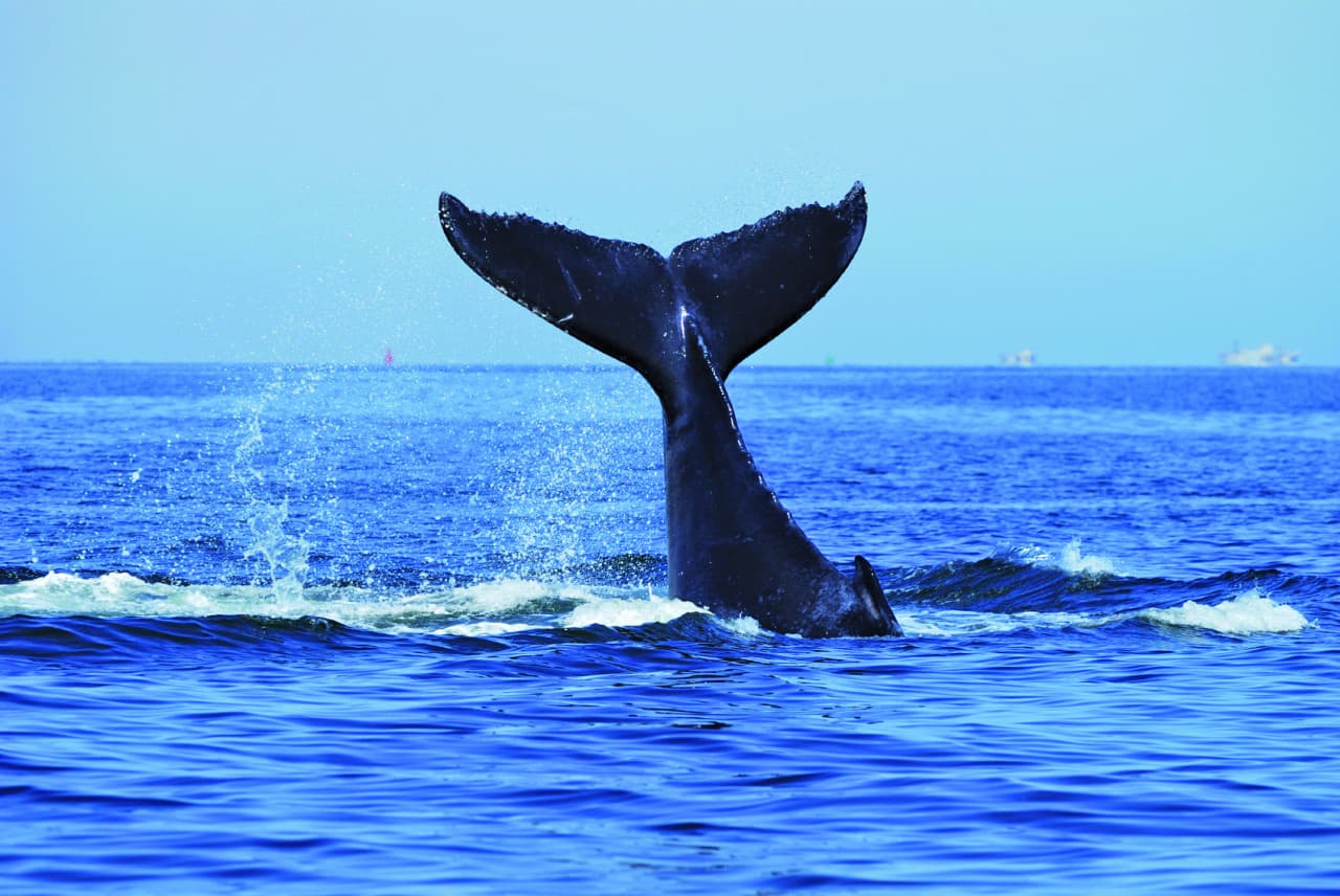 Sydney Whale Watching Cruise – photo 5