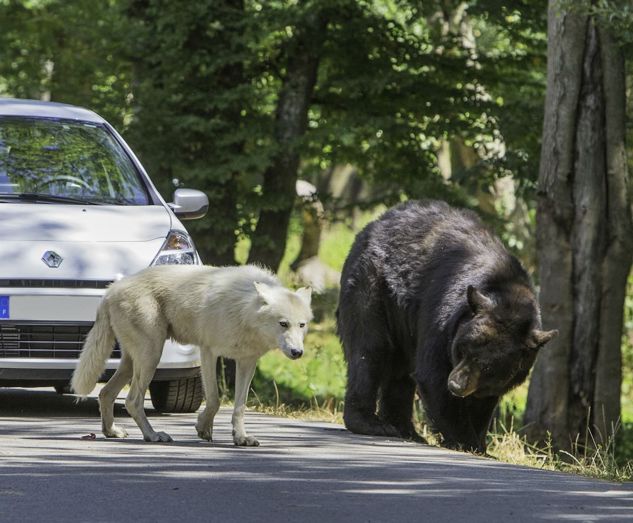 Thoiry ZooSafari: Skip The Line