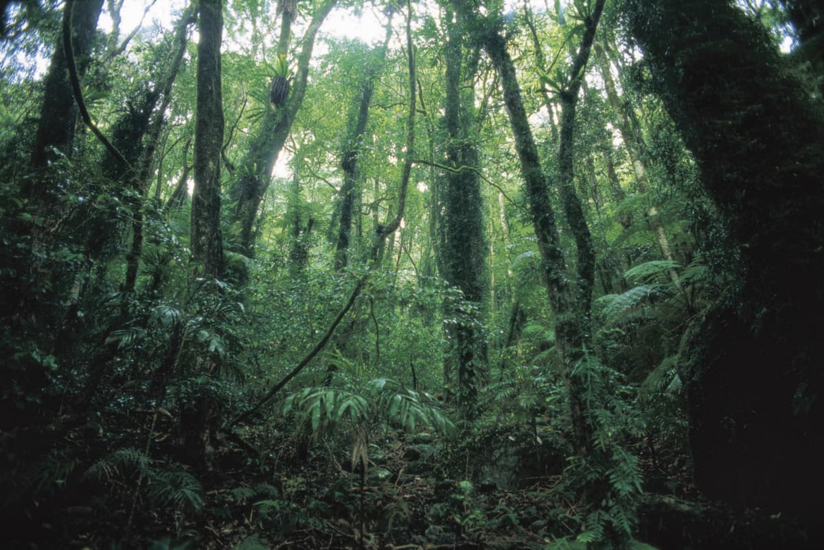 Full day Springbrook and Tamborine Rainforest Tour