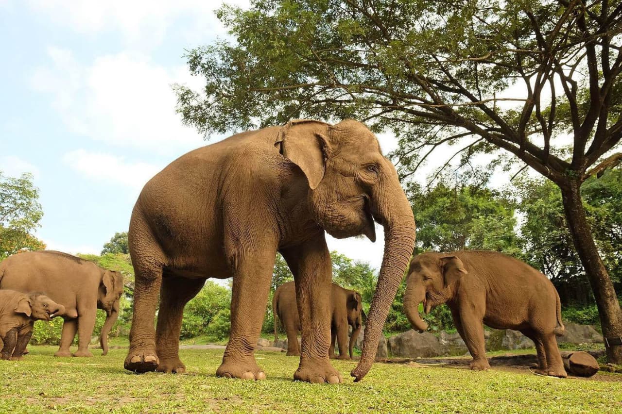 Bali Safari Park Ticket – photo 5